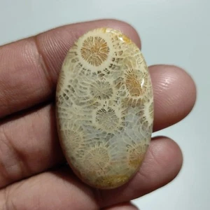 48.00 Cts Natural Oval Fossil Coral Ethical Cabochon Gemstone 41X24X5.5 MM - Picture 1 of 6