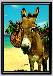 Tarjeta postal burro nativo EE. UU. Isla Virgen cesta de flores Equus asinus Caribe - Imagen 1 de 2