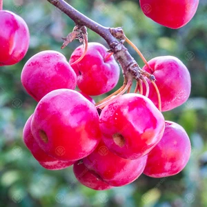 Malus 'Red Sentinel | Flowering Crab Apple Tree | Ornamental Tree | 5-6ft - Picture 1 of 8