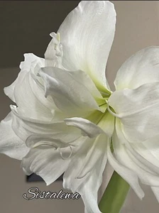Amaryllis ‘Marquise’ (1) Medium Bulb~3x3”~Perennial~ Produces 4-6 Blooms - Picture 1 of 2