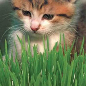 CAT GRASS SEEDS Heirloom Non GMO Cat Grass Seeds - Bild 1 von 1