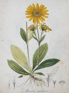 Guimpel - Pharmacopoea Borussica 2Bde - Picture 1 of 8