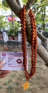 5 cuentas de oración Mukhi RUDRAKSHA Rudraksh Mala CERTIFICADAS POR LABORATORIO 108+1 cuentas 6 mm - Imagen 1 de 6