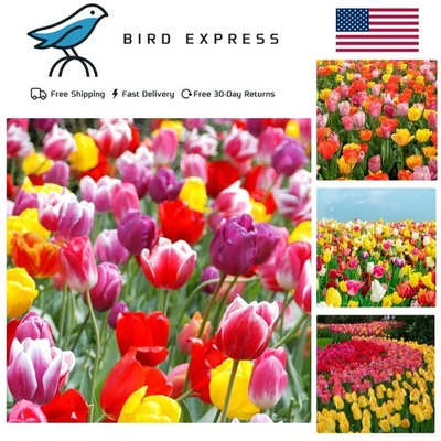 100-Pack Mixed Tulip Flower Bulbs – Bulk Pack of Colorful Tulips for Spring B... - Image 1 of 4