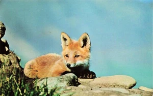 PC Red Fox Pup en Alaska de colección cromada - Imagen 1 de 2