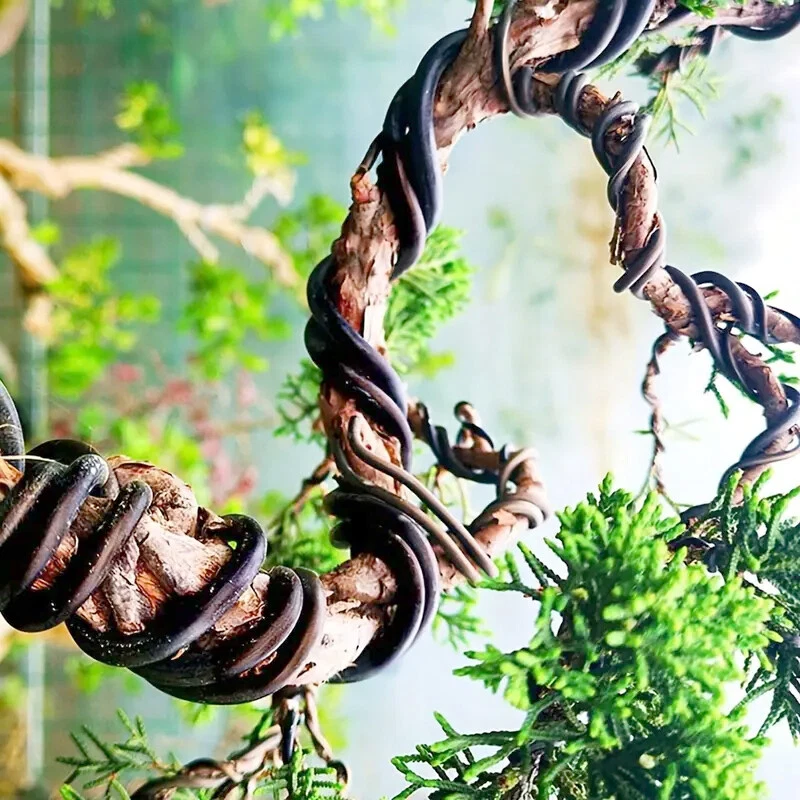 Nueva herramienta de entrenamiento de rama de árbol de aluminio anodizado con alambre Bonsai (0,11 pulgadas x 6,87 pies) Foto 1 de 1