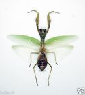 Mantidae - Mantis - Hierodula Venosa (F) - Green Form - East Java, Indonesia
