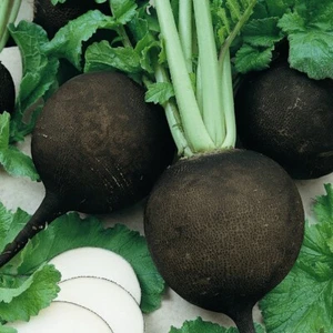 1/4 Lb Black Spanish Round Radish Seeds - Everwilde Farms Mylar Seed Packet - Picture 1 of 2