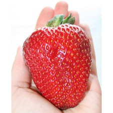 Wholesale 150PCS Giant Strawberry Seeds Excellent High in Vitamin Fruit 