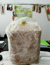 PANI DI FUNGHI kit per coltivare cardoncelli balletta panetti substrato da 4 kg