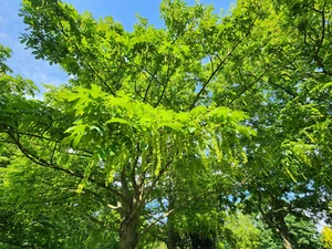 Wingnut Tree (pterocarya fraxinifolia) - Picture 1 of 7