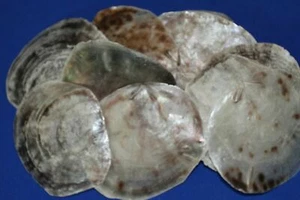 Beach Wedding Table Name DIY Name Place Settings Seashell - 4" - 6", SS-61 - Picture 1 of 8