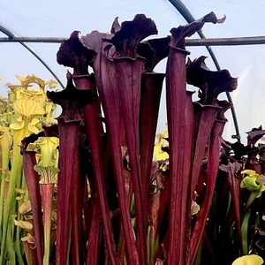 Sarracenia Flava Red x Alata Black (carnivorous pitcher plant) - Picture 1 of 9