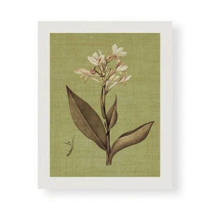 Stampa su Tela su Carta Poster o Quadro Seba John Botanica Verde II - Imagen 1 de 2
