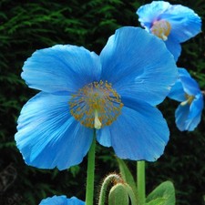 Meconopsis Plants Ebay