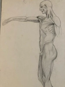 Beautiful Drawing Flayed Anatomy Handmade Pencil Muscle 1950 Curiosity Parts Art - Picture 1 of 11