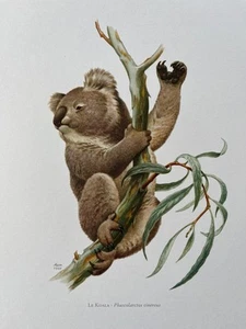 Koala animal print. antique and vintage natural sciences and zoology - Picture 1 of 5