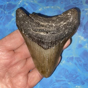 MEGALODON SHARK TOOTH 3.90”  HUGE TEETH MEG SCUBA DIVER DIRECT FOSSIL NC 5295 - Picture 1 of 8