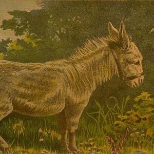 Sarica Coffee Trade Card Donkey Tracy & Avery Mansfield Ohio Vintage Print - Picture 1 of 4