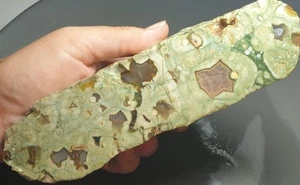 Rhyolite Green Rainforest Jasper Sawn Rough MT Hay Lapidary 599 Gram Thunder Egg - Imagen 1 de 14