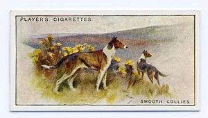 COLLIE SMOOTH PLAYERS 1925 ISSUE SCENIC SERIES OLD DOG CIGARETTE CARD  #7 - Photo 1 sur 2