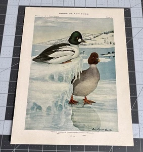 Original 1909 Book Plate #18 Birds of New York Louis Agassiz Fuertes Golden eye - Picture 1 of 3