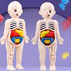 Assembled Educational Toys Educational Learning Tools Human Body Anatomy Model