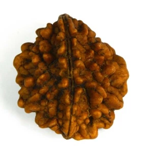 Lab Certified 100% Authentic 2 Mukhi Rudraksha / Two Face Rudraksha - Bild 1 von 6