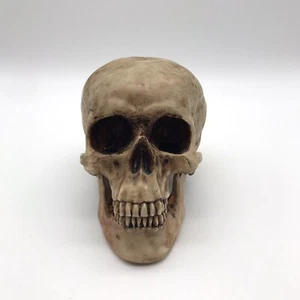 Calavera Halloween utilería cabeza esqueleto cadáver fiesta terror decoración resina? 4" de alto - Imagen 1 de 12
