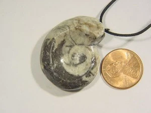 BUTW Marruecos Ammonita Nautiloide Collar Colgante Fósil 1622C - Imagen 1 de 1