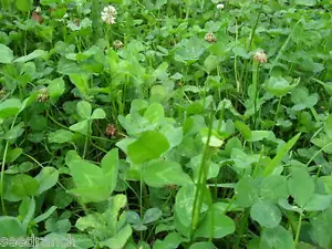 Ladino Clover Seeds - 25 Lbs. - Picture 1 of 1