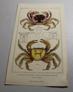 Impresiones a color de animales CUVIER 1837 ~ CANGREJO TERRESTRE BERMUDA y cangrejo violinista - Imagen 1 de 1