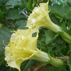 Datura Golden Queen-Angel's Trumpet* 15 Seeds - Double Yellow Frilled!
