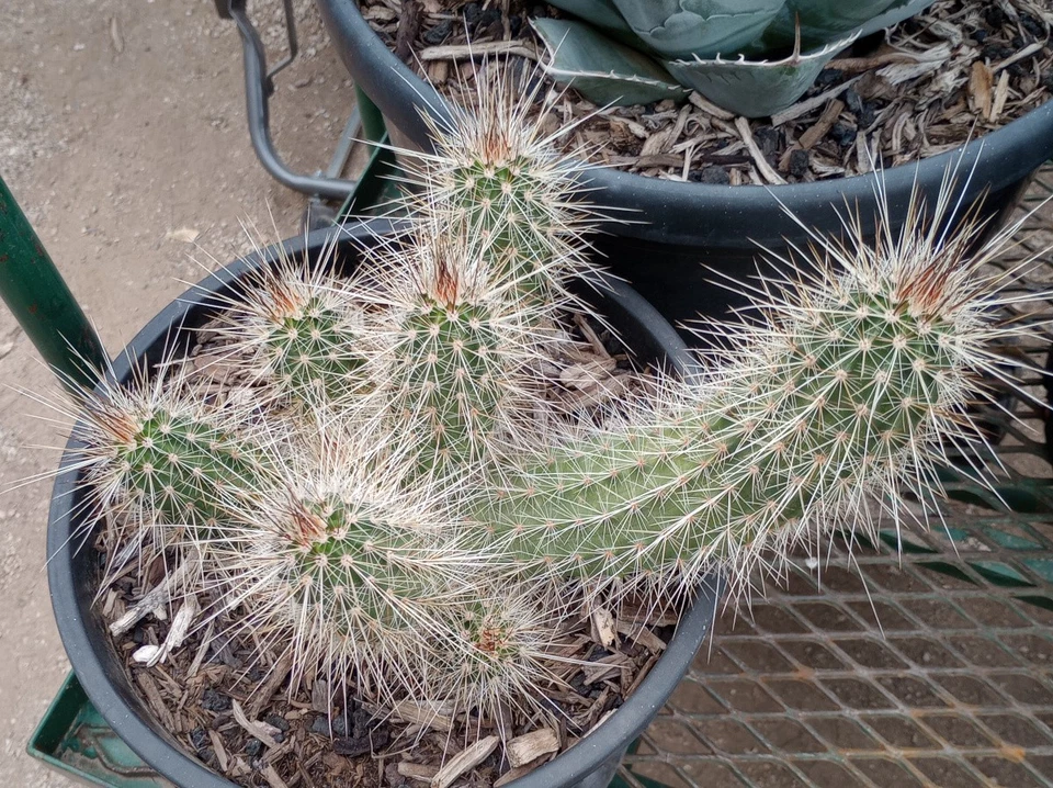 Echinocereus engelmannii x rayonesensis Excellent Magenta-Purple Flowers Unique - Image 1 of 1