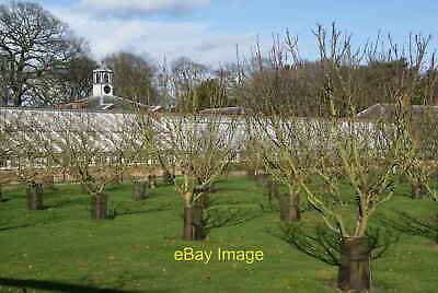 Apple orchard at Tatton Hall I was astounded ...
