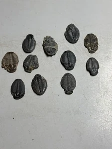 LOT #17 - 10 ELRATHIA FOSSIL TRILOBITES - Picture 1 of 5