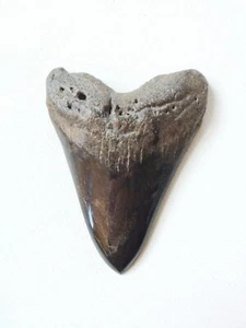 BROWN BLACK FOSSILISED MEGALODON SHARK TOOTH - Picture 1 of 9