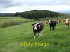 Photo 6X4 Cattle Near Forkins Of Midmar Tornaveen Craigenhigh Wood In The C2007