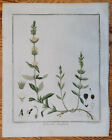 Hayne Originaldruck Koloriert Botanik Gliedkraut Sideritis hirsuta - 1813