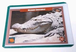 1992 Mundus Amicus Animali in via di estinzione #8 Mugger Coccodrillo Card da collezione - Foto 1 di 1