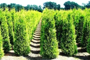 Thuja occidentalis smeraldo - ALBERO VITALE SMERALDO pianta da siepe coltivata in vaso - Foto 1 di 16