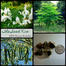 10 ORGANIC MIRACLE TREE SEEDS (Moringa Oleifera) FastGrow Medicinal Tree of Life