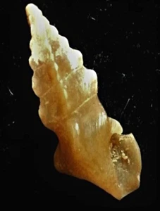 Gema Seashell Plagiostropha quintuplex 7 mm - Imagen 1 de 3
