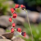 Dauerhaft Knstlerische Blumen Lilie Laterne simuliert Luxuris minimalistisch