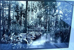 CLYDE BUTCHER ORIGINAL FOTOGRAFIE LOXAHATCHEE RIVER - Bild 1 von 6