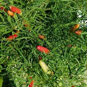 Candelight Mutant x Peter Pepper , 10 semillas,Capsicum annuum (661) - Imagen 1 de 3