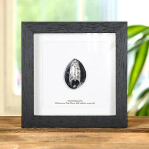 Orthoceras Pear Drop Fossil 4-5cm in Box Frame (Orthoceras sp) - Picture 1 of 9