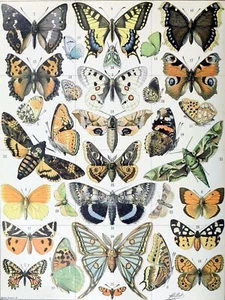 Tile Mural/Mosaic Ceramic Panel of Butterflies  - Adolphe Millot Insect Print - Bild 1 von 4