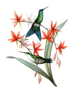 Violet Capped Woodnymphe Kolibri 8 x 10 hochauflösender Druck - Bild 1 von 1