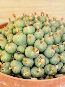 Conophytum hybrid , pot 10.5 cm (Cod.C19 ) - Imagen 1 de 3